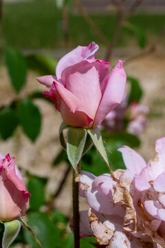 Primer plano de un capullo de rosa rosa p&aacute;lido en un jard&iacute;n con flores marchitas.