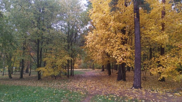 Dirt walkway runs through the park's grassy lawn, strewn with fallen leaves. Maples and other deciduous trees growing next to pine trees are covered with yellow and red leaves. Cloudy autumn weather