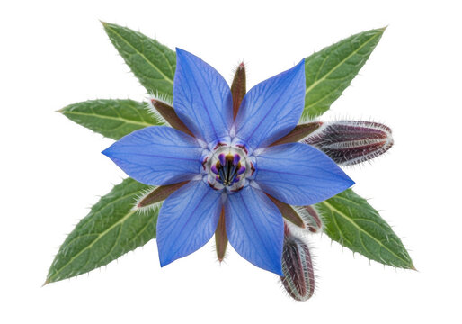 Blue borage flower with green leaves and stems isolated