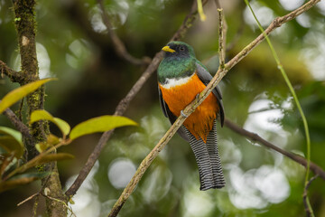 Naklejka premium Collared trogon perched on a branch
