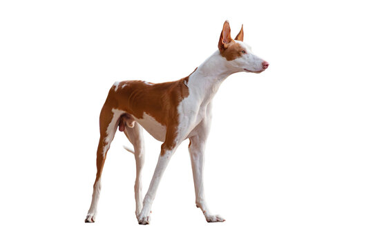 Medium-sized Ibizan Hound against neutral grey background, slender build, well-groomed white fur with brown markings, sculptural athletic silhouette, standing on all fours, face and rear visible, stu