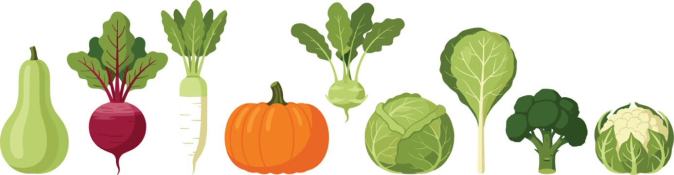 Fresh Organic Garden Vegetable Collection Featuring Pumpkin, Broccoli, Cabbage, Beetroot, and Squash Icons for Healthy Food Market Branding and Vegetarian Cooking Designs