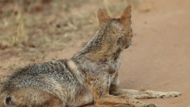Golden jackal looking over shoulder alert, wild Indian jackal lying on jungle dirt track turning head at distant sound, Bandhavgarh National Park India, 4K UHD wildlife B-roll documentary