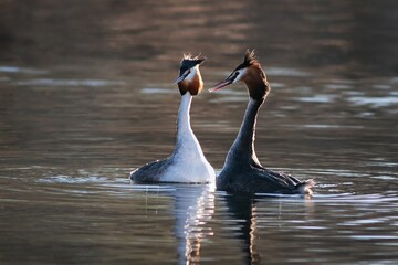 Fototapeta premium great crested grebe