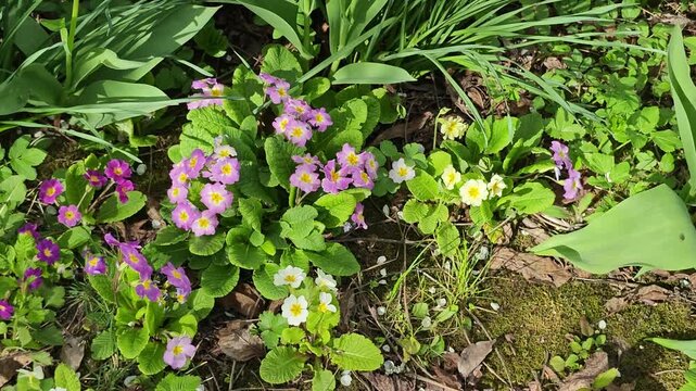A vibrant spring garden scene featuring numerous colorful primrose flowers in shades of purple, pink, yellow, and white, blooming gracefully amidst lush green leaves, evoking the freshness and beauty