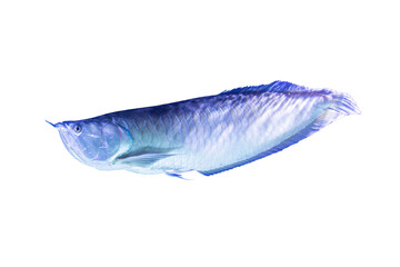 Isolated, transparent background, single fish swimming, three-quarter view, metallic or iridescent fish body, blueish-green with silvergrey highlights, well-defined fins dorsal fin upright, tail fi © Mister