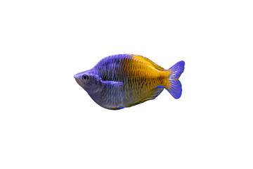 Transparent background, floating fish, vibrant blue and yellow colors, elongated body, streamlined head with large eyes, small fin on back, curved upwards tail, glossy scales due to lighting, isolate © Mister