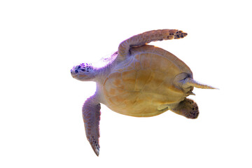 Transparent background, swimming sea turtle, visible shell pattern, extended head and flippers, bright lighting, crisp photograph style © Mister