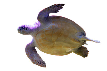 Transparent background image, mid-swim sea turtle, striped and spotted shell pattern, extended flippers, marine life, underwater perspective © Mister