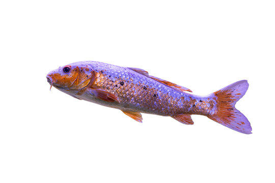 Goldfish swimming against gradient background, mid-motion, light to dark transition, transparent, isolated, orange and golden hues, soft lighting, lifelike appearance, profile and underbelly visible