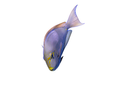 A yellowish fish with blue highlights, swimming against a blurred, gradient background dark blues to lighter grays The fish has a round eye reflecting light The image style suggests a shallow dep