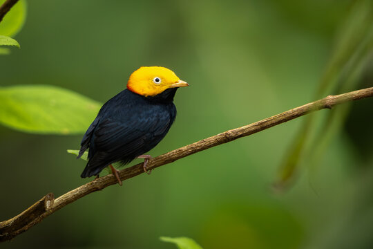 Golden-headed manakin perched on a branch