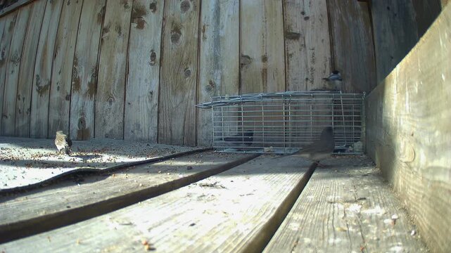 Witness a unique wildlife moment as a chickadee inadvertently triggers a wooden trap, catching a dark-eyed junco. A clear demonstration of humane trapping methods and bird behavior.