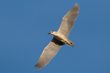 Fototapeta premium Adult Black-crowned Night Heron (Nycticorax nycticorax) in flight against blue sky