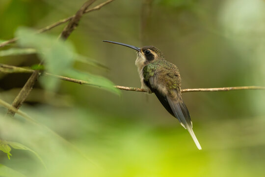 Pale-bellied hermit hummingbird perched on a branch