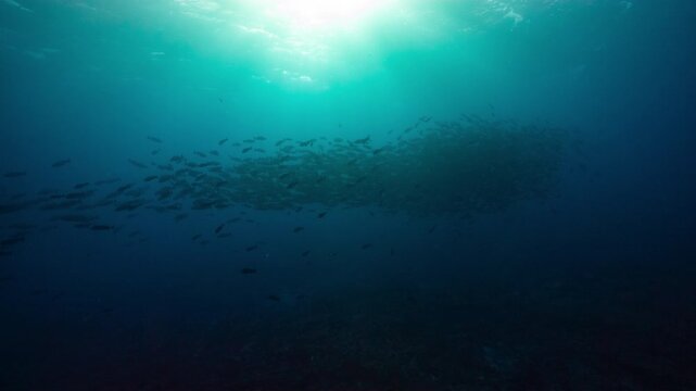 Wide angle Underwater shot of huge spawning aggregation of twin spot Snappers in clear blue sunlit water