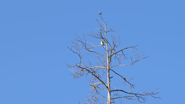 Male golden oriole and other birds on leafless dead tree branches. A bright yellow golden oriole with black wings perching on the top of a leafless pine tree against a clear blue sky