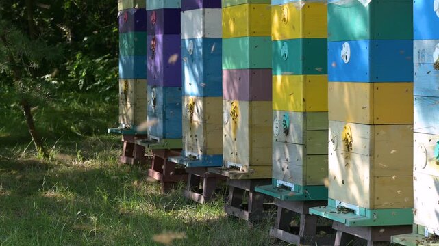 A row of colorful multi-tiered beehives at an apiary on a sunny day. Wooden beehives painted in bright colors stand at an apiary amidst nature with a large number of bees flying around