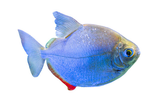 Close-up image of a blue tang fish on transparent background, elongated and flat body, horizontal orientation, prominent eyes, small fins above them, single spine on top back of head, otolith or ears