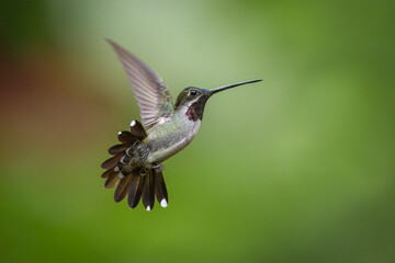 Obraz premium Long-billed Starthroat hummingbird in flight