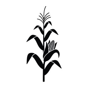 Corn stalk silhouette on a white background
