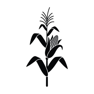 Corn stalk silhouette on a white background