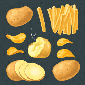 Potato whole and slice. French fry stick and chips. Vector color realistic illustration. Isolated on dark background.