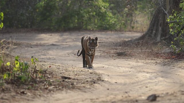Wild tiger close approach walking down dirt track towards camera, Bandhavgarh Royal Bengal tiger patrolling forest road in dappled sunlight, 4K UHD India wildlife documentary B-roll