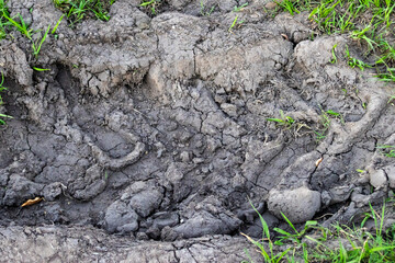 Deep tractor tire tracks and cracked dry soil in an agricultural field, bordered by fresh green grass, highlighting rugged texture and arid pampa farm landscape © Vero Dibe