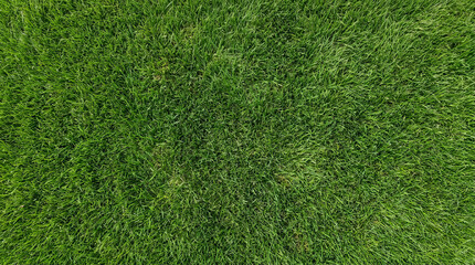 Fototapeta premium Top down view of lush green grass texture with natural lighting and dense blades covering the entire frame in a vibrant outdoor setting.