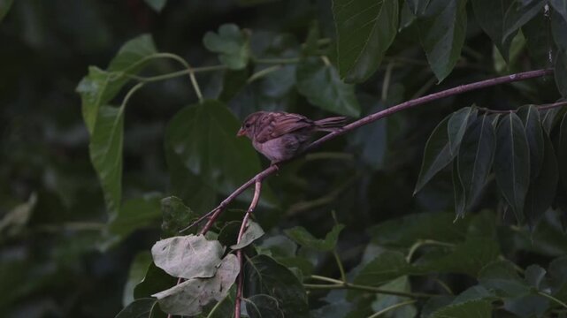 sparrow on branch on windy day