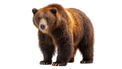 Fototapeta premium Brown grizzly bear standing, isolated on transparent background