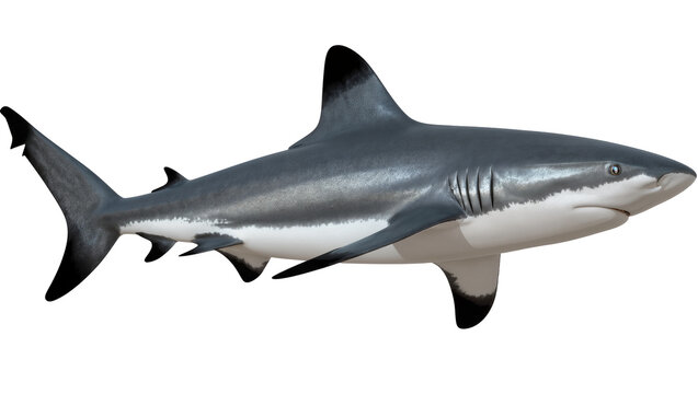 Gray reef shark with black fin tips, isolated on transparent background