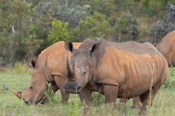 Obraz premium Two White Rhinos in the African Bush