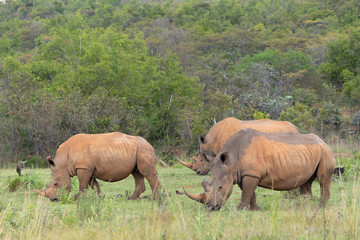 Obraz premium Herd of Rhinoceros Grazing Together