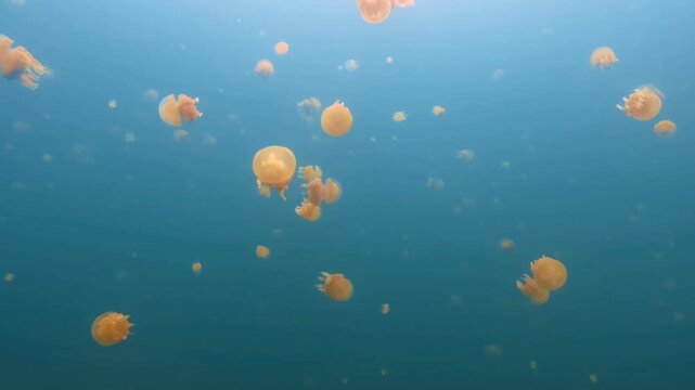 School of Golden Jellyfish Swimming in Calm Blue Water