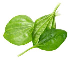 Fresh plantain leaves isolated on white background. Plantago major herb. Medicinal green leaves for traditional medicine. Clipping path. Top view. © vandycandy