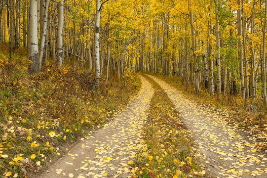 Autumn Through The Aspens