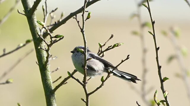 Long-Tailed Tit bird on a branch of a tree