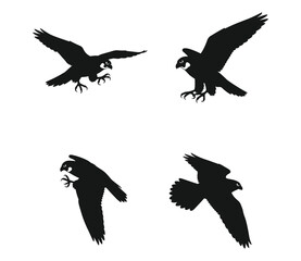 Obraz premium Peregrine Falcon Raptor Silhouettes - Bird of Prey Flight Vector Set