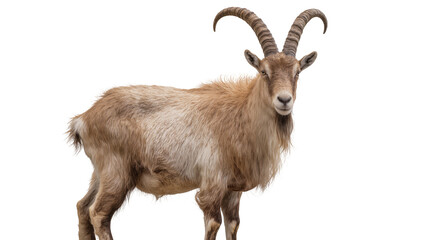 Obraz premium Brown ibex with large curved horns standing, isolated on transparent background