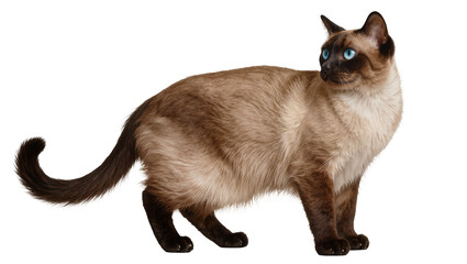 Siamese cat with blue eyes standing alert, isolated on transparent background