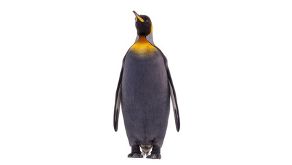 Majestic king penguin with golden neck feathers, isolated on transparent background © Daniel