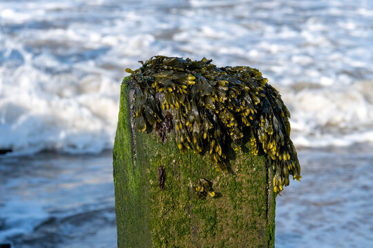 Close up of a wooden sea breaker covered in ragwort seaweed