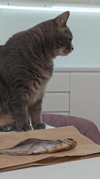 An adorable grey domestic cat with bright green eyes is curiously observing a dried fish, which is neatly wrapped in brown paper, demonstrating its natural hunting instincts and desire for a treat in