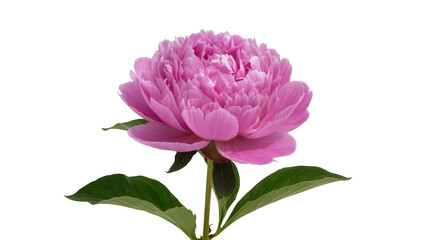 Pink peony flower with green leaves, isolated on transparent background © Matteo