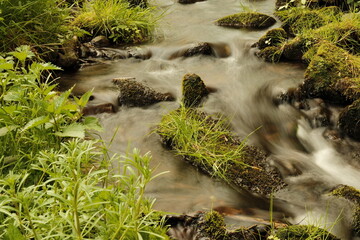 Calmly flowing stream withLush riverbank  vegetation © Alex