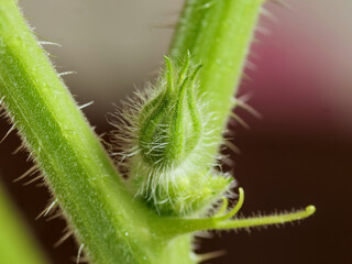 Fototapeta premium Macro Detail of Fuzzy Green Cucumber Plant Bud — High-Resolution Botanical Photograph of New Growth, Trichomes, and Emerging Stem for Horticulture and Biology Education
