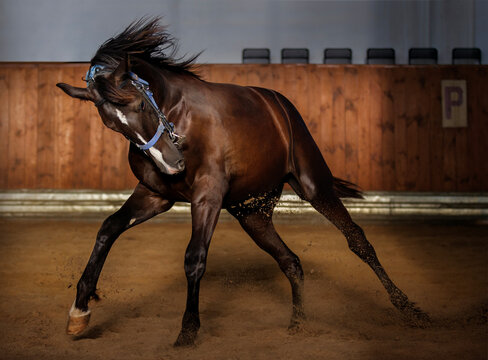 Black Horse. Close-up. A thoroughbred horse of the Oryol Trotter breed. Harness racing. Trotting horse race. Dark background. Equestrian arena