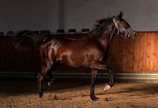 Black Horse. Close-up. A thoroughbred horse of the Oryol Trotter breed. Harness racing. Trotting horse race. Dark background. Equestrian arena